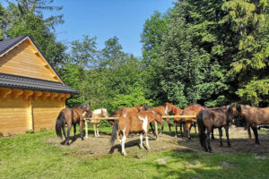 POKOJE NAD WODOSPADEM BESKID ŻYWIECKI