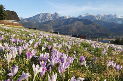 APARTAMENTY I POKOJE CETYNKA NA SZYCIE GUBAŁÓWKI