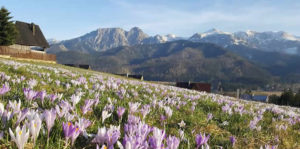 APARTAMENTY I POKOJE CETYNKA NA SZYCIE GUBAŁÓWKI